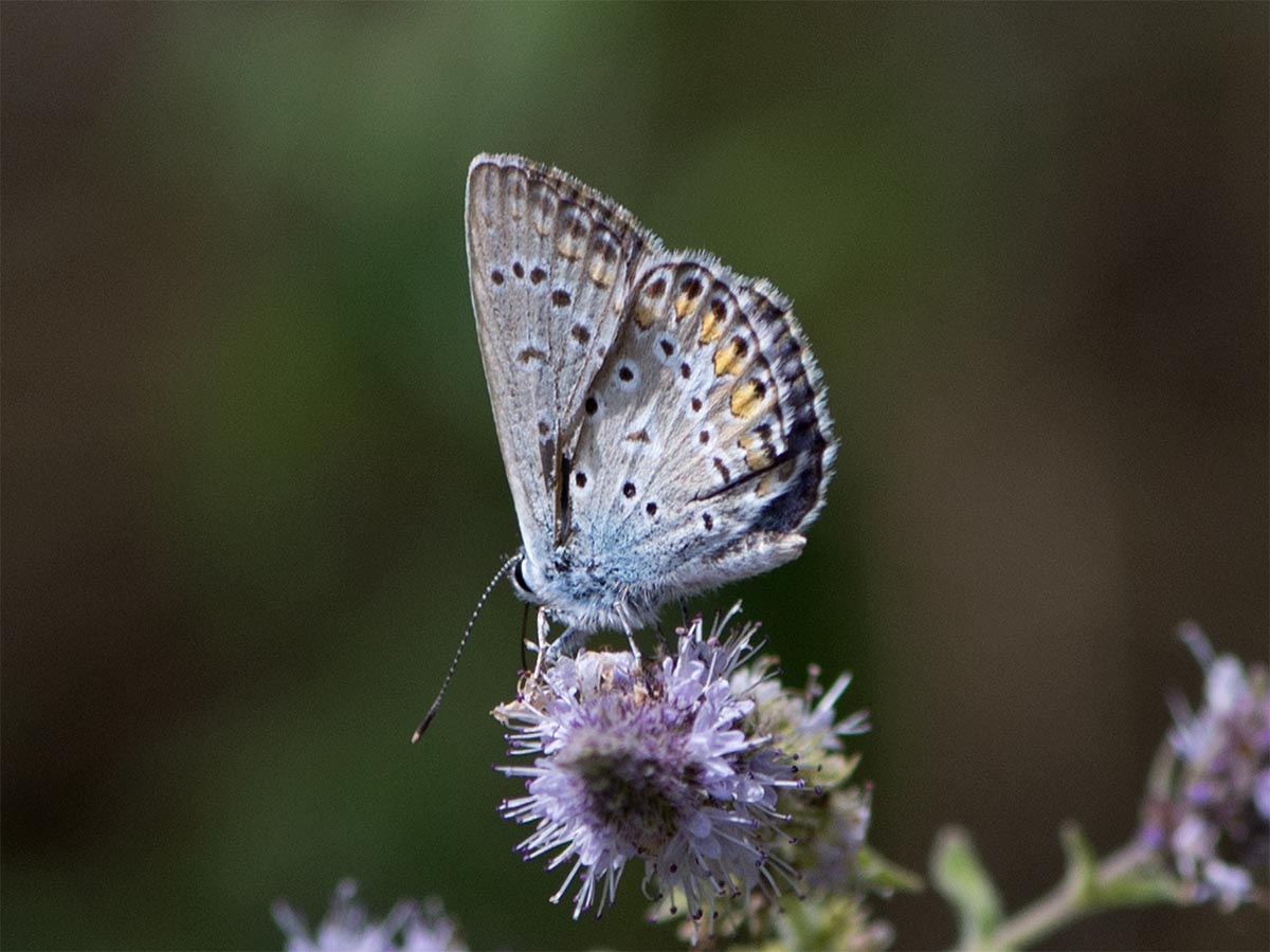 Polyommatus icarus